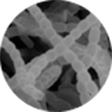 Research into the molecular mechanisms and regulatory systems behind morphological differentiation and secondary metabolism in actinomycetes