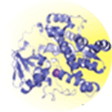 Research into the biosynthesis of microbial secondary metabolites, and production of useful compounds through application of the biosynthetic machinery